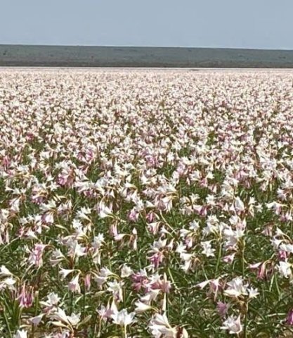 Crinum paludosum, the time of the lily